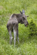 One adult male moose or elk, Alces alces, grazing on a meadow with tall fresh green grass, eats