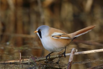 Bearded Reedling (Panurus biarmicus) male foraging in reedbed, Mecklenburg-Western, Pomerania,