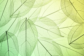 Beautiful image showcasing intricate leaf skeleton textures overlaying a green gradient background.