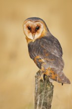Owl on tree trunk in meadow. Barn owl, Tito alba, nice bird sitting on stone fence, evenig light,