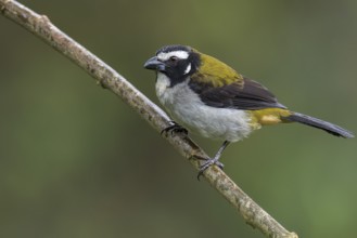 Black-winged Saltator (Saltator atripennis) perched on a branch in Colombia, South America