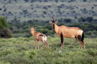 Red hartebeest (Alcelaphus buselaphus caama), kaama, adult, female, mother, young, social