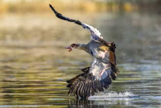 Egyptian goose (Alopochen aegyptiaca) aggressively attacking other seabirds on a lake, invasive