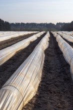 Polythene cloche polytunnels crop protection from frost running acros a field, Wantisen, Suffolk,