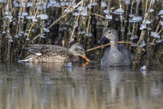 Gadwall (Mareca strepera) pair, Mecklenburg-Western Pomerania, Germany