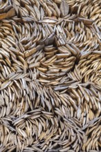 Pile of beech wood, Germany