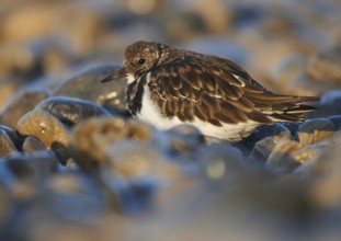 Ruddy Turnstone (Arenaria interpres), Asturias, Spain