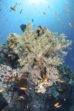 Broccoli tree (Litophyton arboreum)