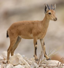 Nubian ibex, Nubian ibex, (Capra nubiana), animals, mammal, young animal, animal kids, Ein Gedi