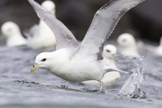 Northern Fulmar (Fulmarus glacialis) flying, Iceland
