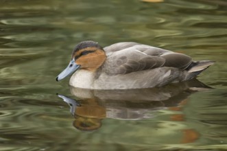 Philippine Duck (Anas luzonica), Florida, USA