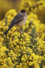 Austral Thrush (Turdus falklandii) perched on a branch in Chile
