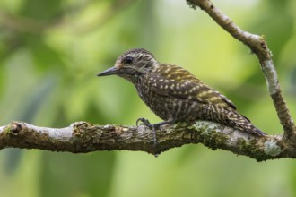 White-spotted Woodpecker (Veniliornis spilogaster) perched on a branch in the Atlantic rainforest