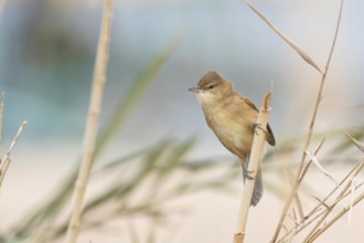 Stentorrohrsänger, Clamorous Reed Warbler, Clamorous Reed-Warbler, Acrocephalus stentoreus,