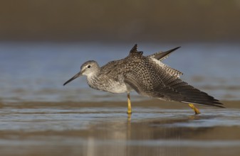 Greater Yellowlegs (Tringa melanoleuca), Ohio, USA