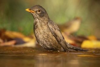 A Common blackbird (Turdus merula) enjoys a refreshing bath in a serene water pool surrounded by