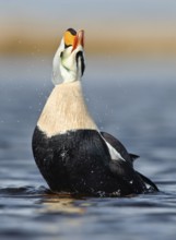King Eider (Somateria spectabilis) male, Alaska, USA