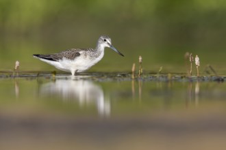 Common Greenshank (Tringa nebularia) foraging, Poland