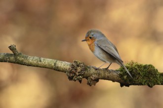 European Robin (Erithacus rubecula), Utrecht, Netherlands