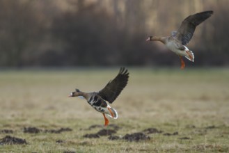 Greater White-fronted Goose (Anser albifrons) flying, North Rhine-Westphalia, Germany