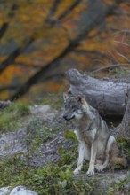 One eurasian gray wolf (Canis lupus lupus) sitting on a small hill between logs with a colourful