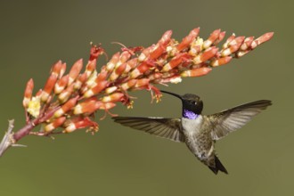 Black-chinned Hummingbird (Archilochus alexandri), Arizona, USA