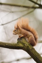 Red squirrel (Sciurus vulgaris) on a tree, Bavaria, Gernany