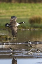 Canada Goose, Branta canadensis bird in flight over winter Marshes, Devon, England, United Kingdom