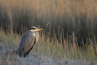 Graureiher (Ardea cinerea), Grey Heron, ruhender Altvogel, morgens, mit Rauhreif, April, Insel