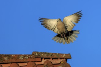 Pigeon soaring towards a tiled roof against a blue sky, Eurasian Collared Dove (Streptopelia
