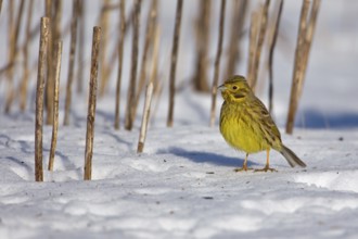 Yellowhammer (Emberiza citrinella), Saxony-Anhalt, Germany