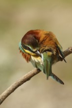 European Bee-eater (Merops apiaster) preening, Piedmont, Italy