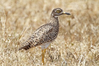 Spotted Thick- knee, Burhinus capensis