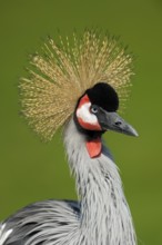 Ostafrikanischer Kronenkranich (Balearica regulorum), Grey crowned crane, Portrait, April, Heimat: