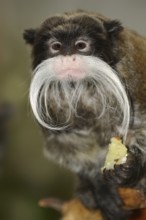 Emperortamarin (Saguinus imperator), captive, occurrence in South America