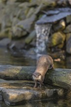 One oriental small-clawed otter or Asian small-clawed otter (Aonyx cinerea), in a creek in front of