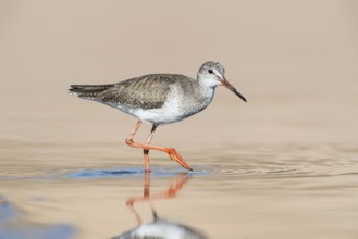 Common Redshank (Tringa totanus) foraging in shallow water, Eilat, Israel