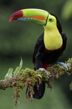Keel-billed Toucan (Ramphastos sulfuratus) perched on a branch in Costa Rica