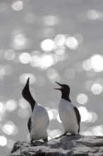 Common Murre (Uria aalge), Farne Islands, United Kingdom