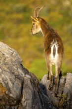 An Iberian ibex stands majestically on rocky terrain, bathed in the warm glow of sunlight. Its