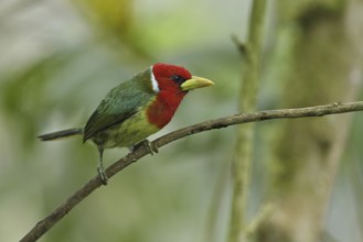 Red-headed Barbet (Eubucco bourcierii) male, Ecuador