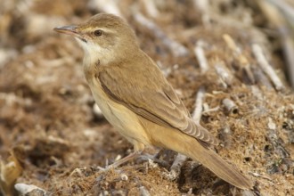 Great Reed Warbler (Acrocephalus arundinaceus), on marsh floor, Castile-La Mancha, Spain