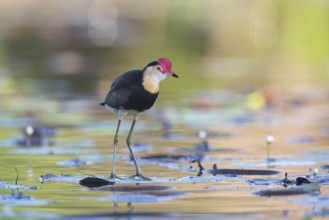 Comb-crested Jacana (Irediparra gallinacea), Queensland, Australia