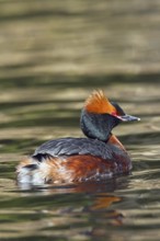 Horned grebe (Podiceps auritus) in breeding plumage swimming in lake
