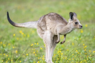 Eastern Gray Kangaroo (Macropus giganteus) youngster jumping on a meadow, captive, Germany