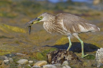 Animal, animals, bird, birds, heron, paddy heron, (Ardeola grayii), heron family, biotope, habitat,