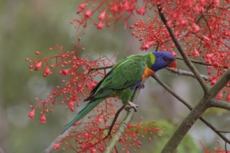 Rainbow Lorikeet (Trichoglossus moluccanus), Queensland, Australia