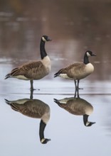 Canada Goose (Branta canadensis) pair on ice, Baden-Wuerttemberg, Germany