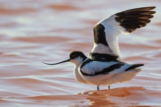 Pied Avocet (Recurvirostra avosetta), Lesvos, Greece