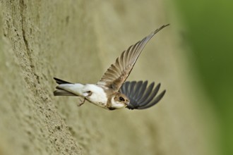 Sand martin (Riparia riparia), taking off from its breeding tube, Reussegg nature reserve, Canton